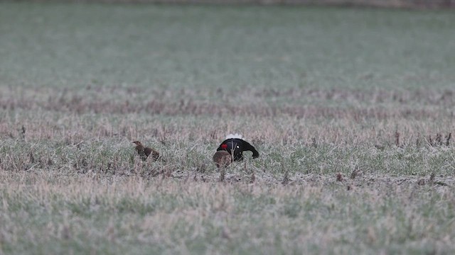 Lira-oilar arrunta - ML647073353