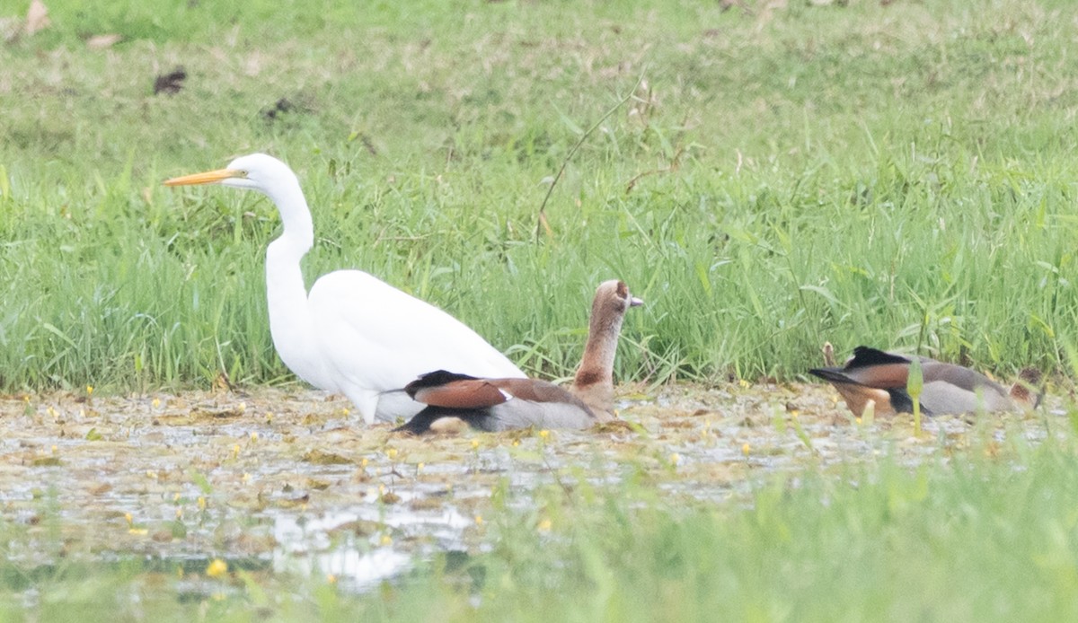 Egyptian Goose - ML647073354