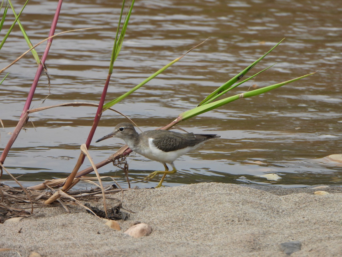 Spotted Sandpiper - ML647073358