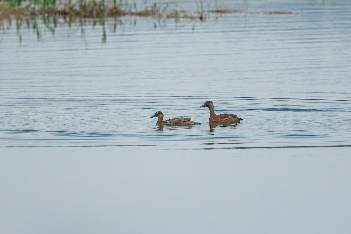 Brazilian Teal - ML647073366
