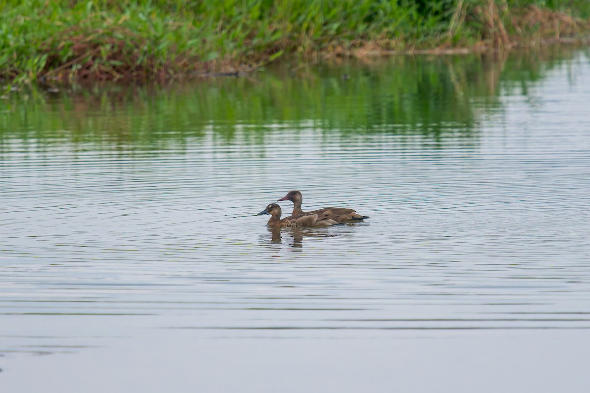 Brazilian Teal - ML647073367