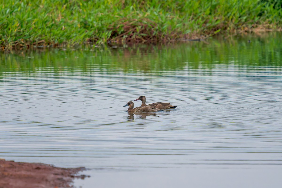 Brazilian Teal - ML647073368