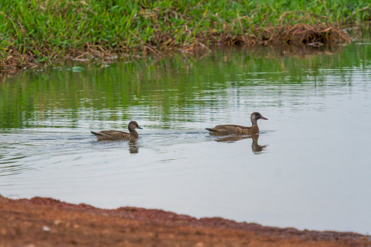 Brazilian Teal - ML647073369