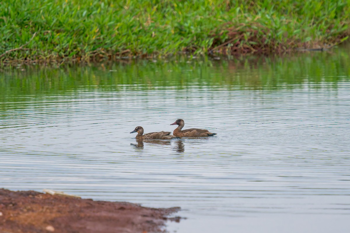 Brazilian Teal - ML647073370