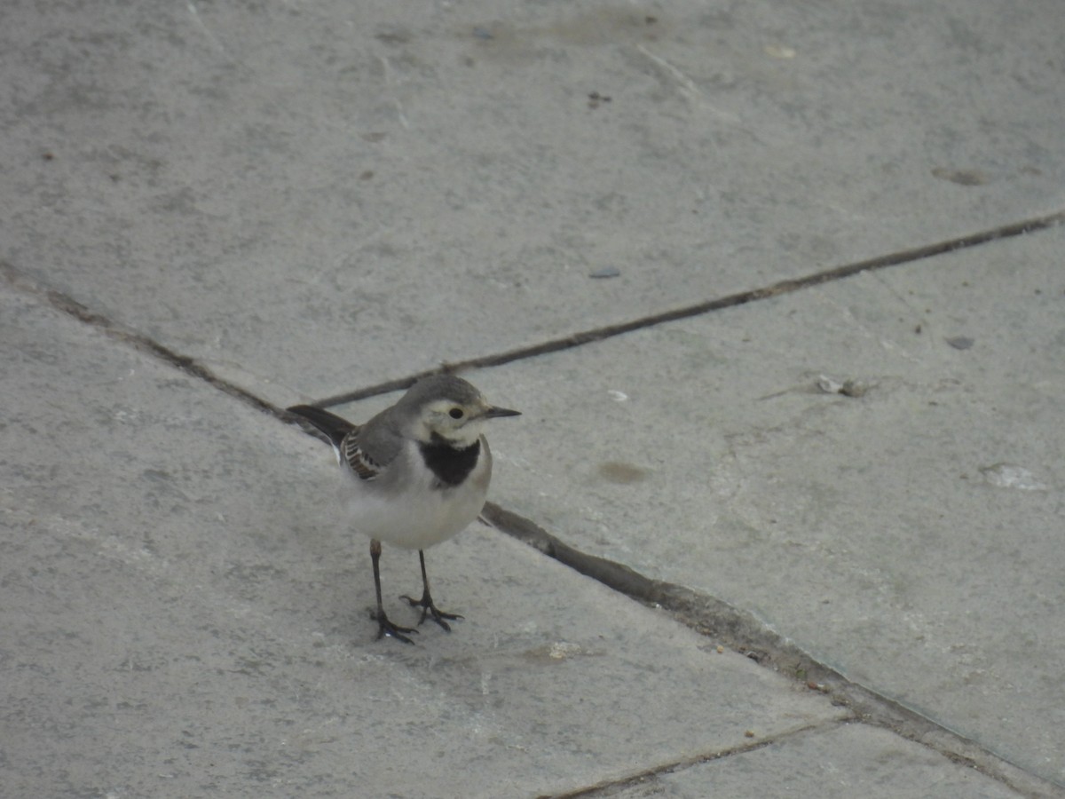 konipas bílý - ML647073381