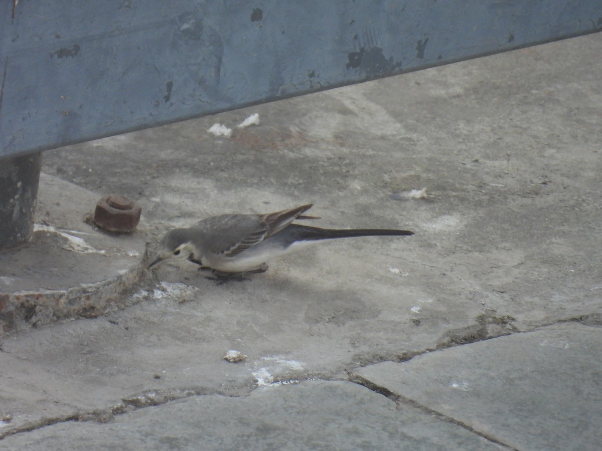 konipas bílý - ML647073382