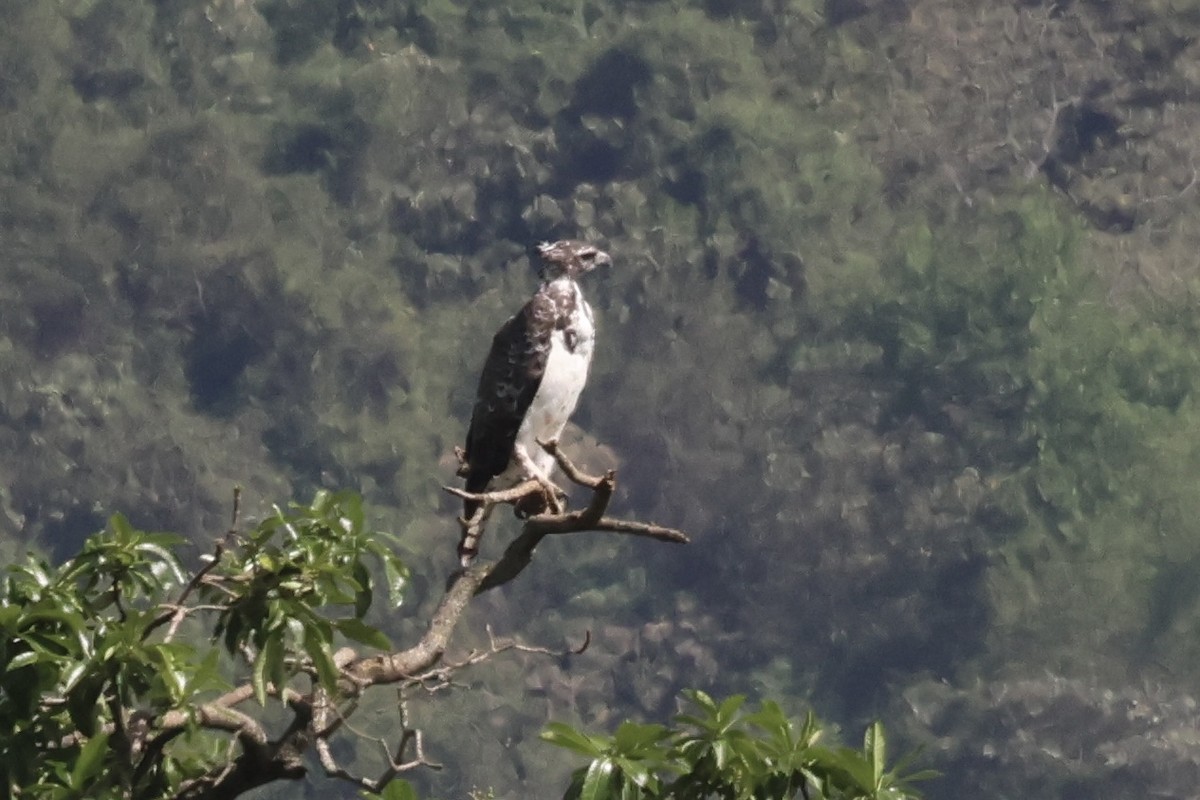 ウミワシ属／イヌワシ属 - ML647073383