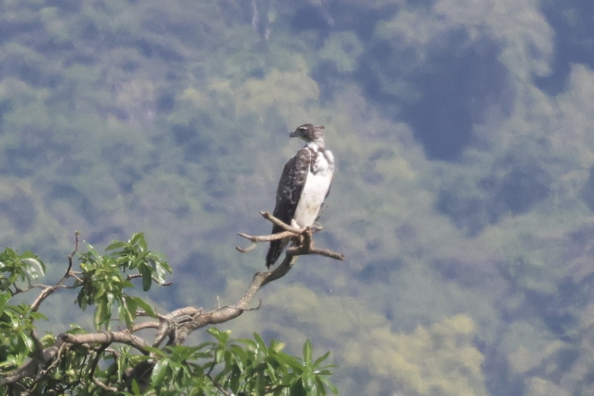 ウミワシ属／イヌワシ属 - ML647073384