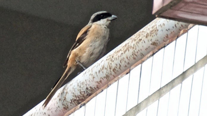 Antzandobi isats-luzea - ML647073403