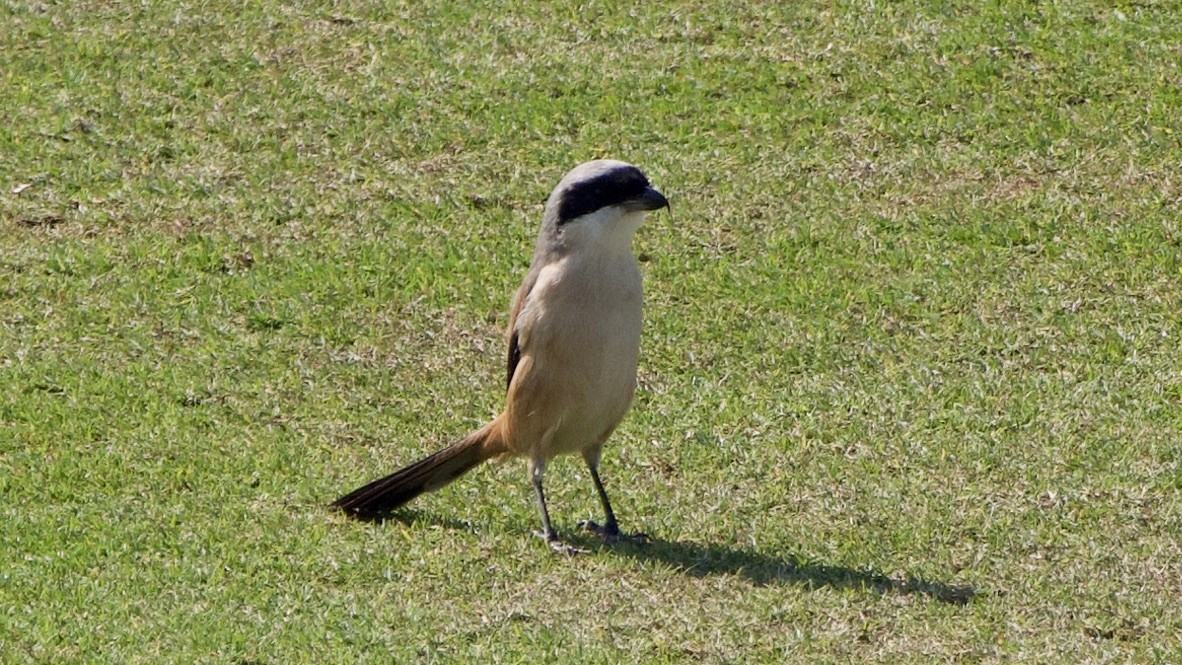 Antzandobi isats-luzea - ML647073404