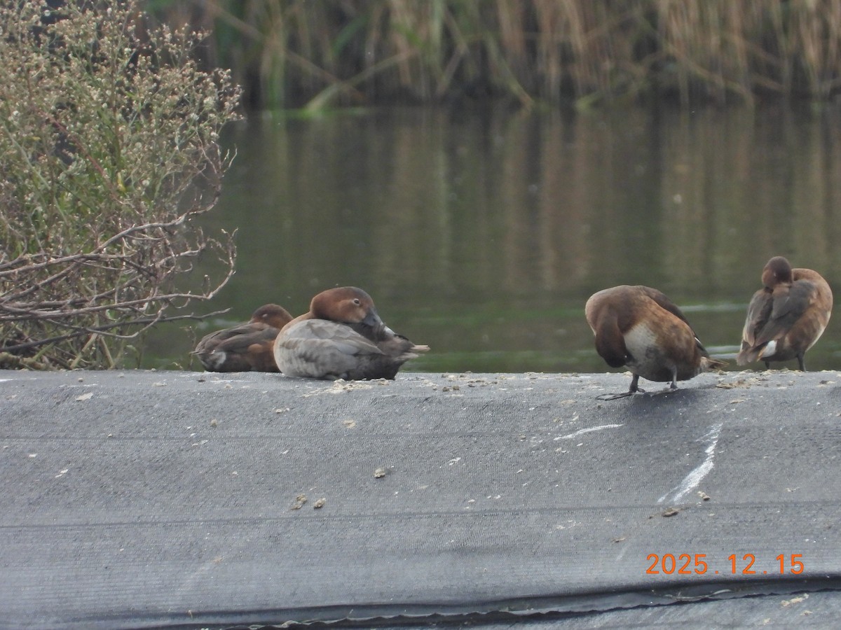 Common Pochard - ML647073409