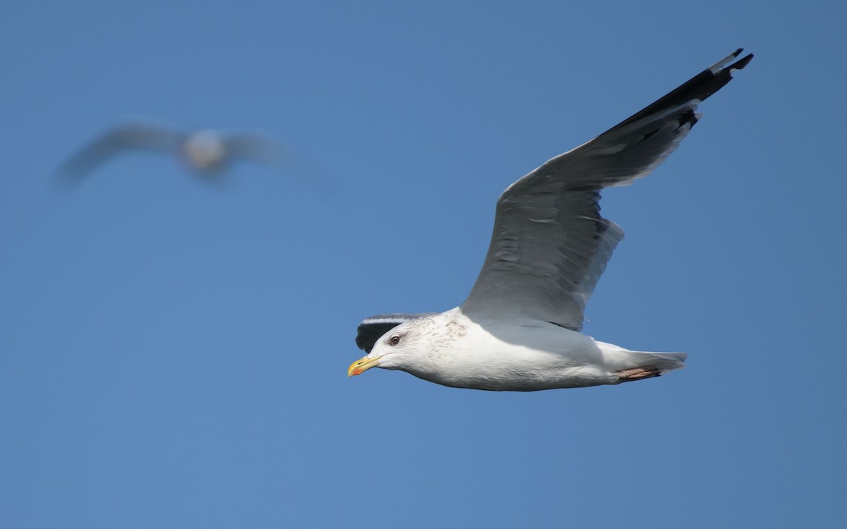 Kaio iluna - ML647073410