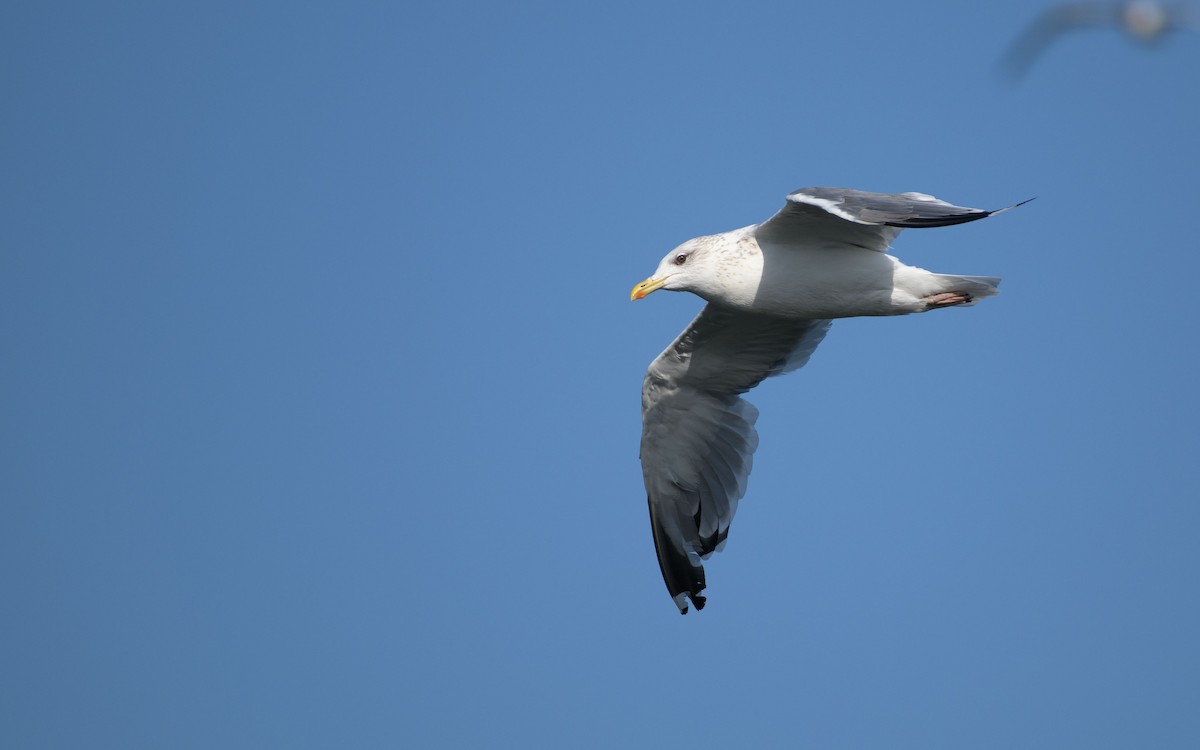 Kaio iluna - ML647073411