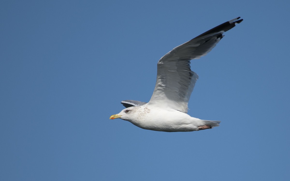 Kaio iluna - ML647073412