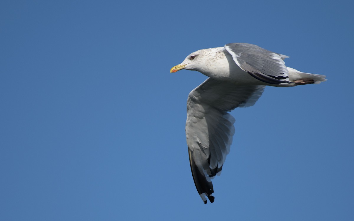 Kaio iluna - ML647073413