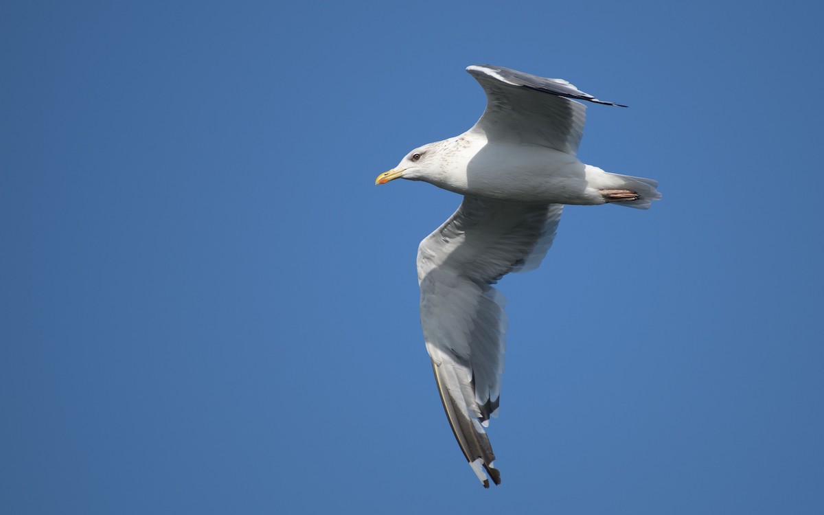 Kaio iluna - ML647073414