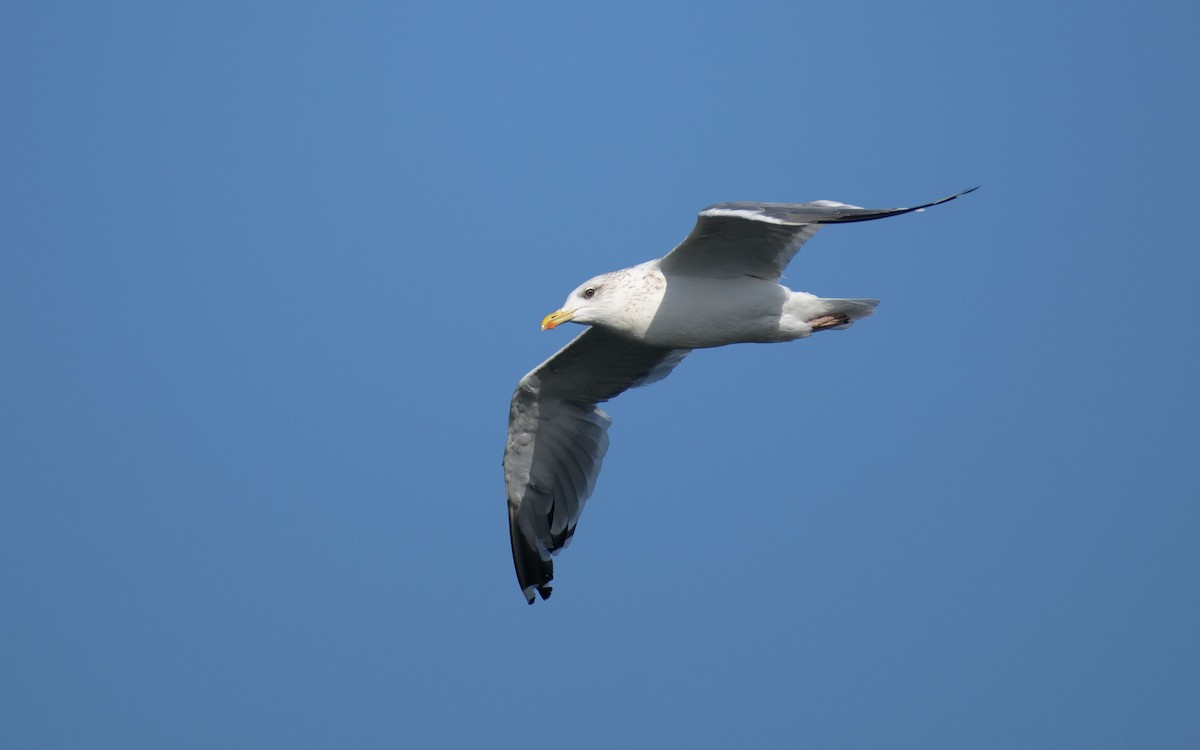 Kaio iluna - ML647073415