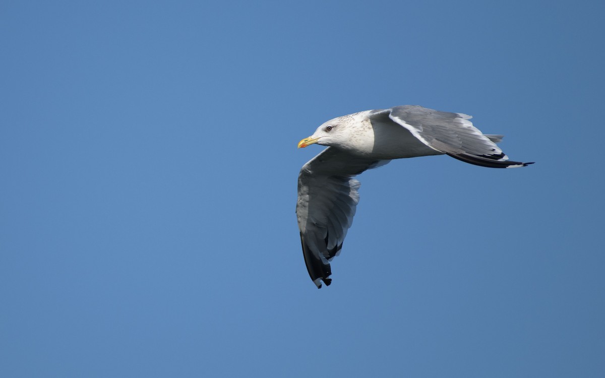 Kaio iluna - ML647073416