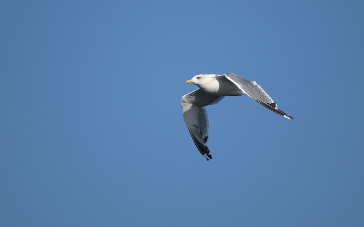 Kaio iluna - ML647073417