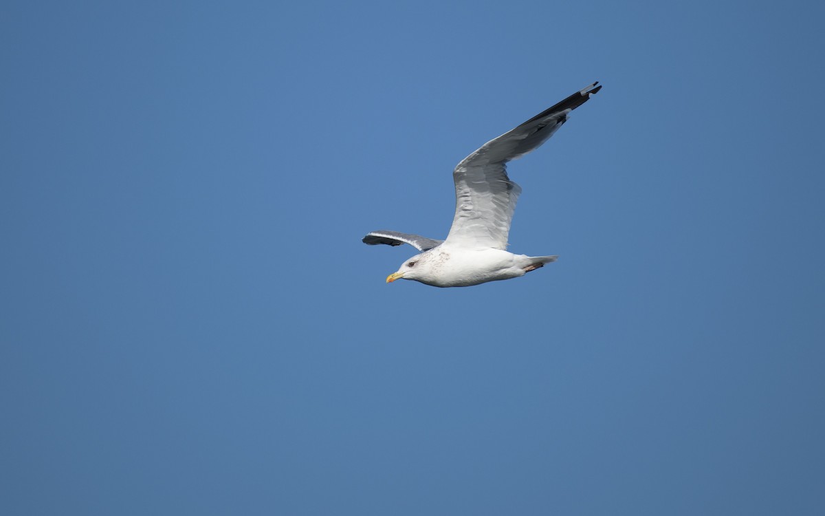 Kaio iluna - ML647073418