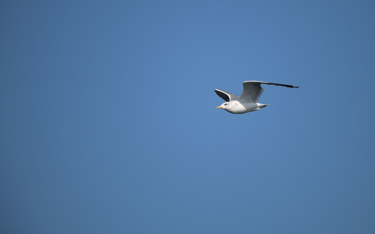 Kaio iluna - ML647073419