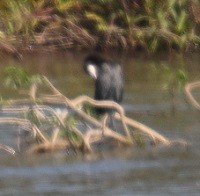 kormorán velký - ML647073431