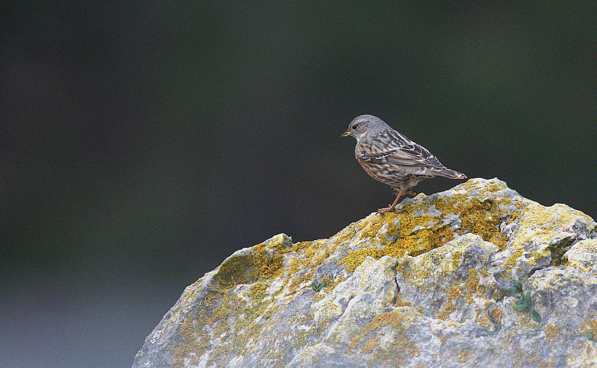 Alpine Accentor - ML647073433