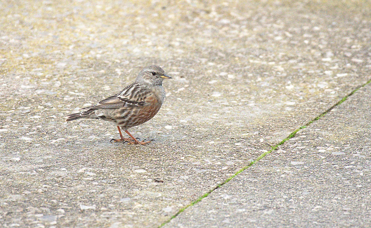 Alpine Accentor - ML647073435