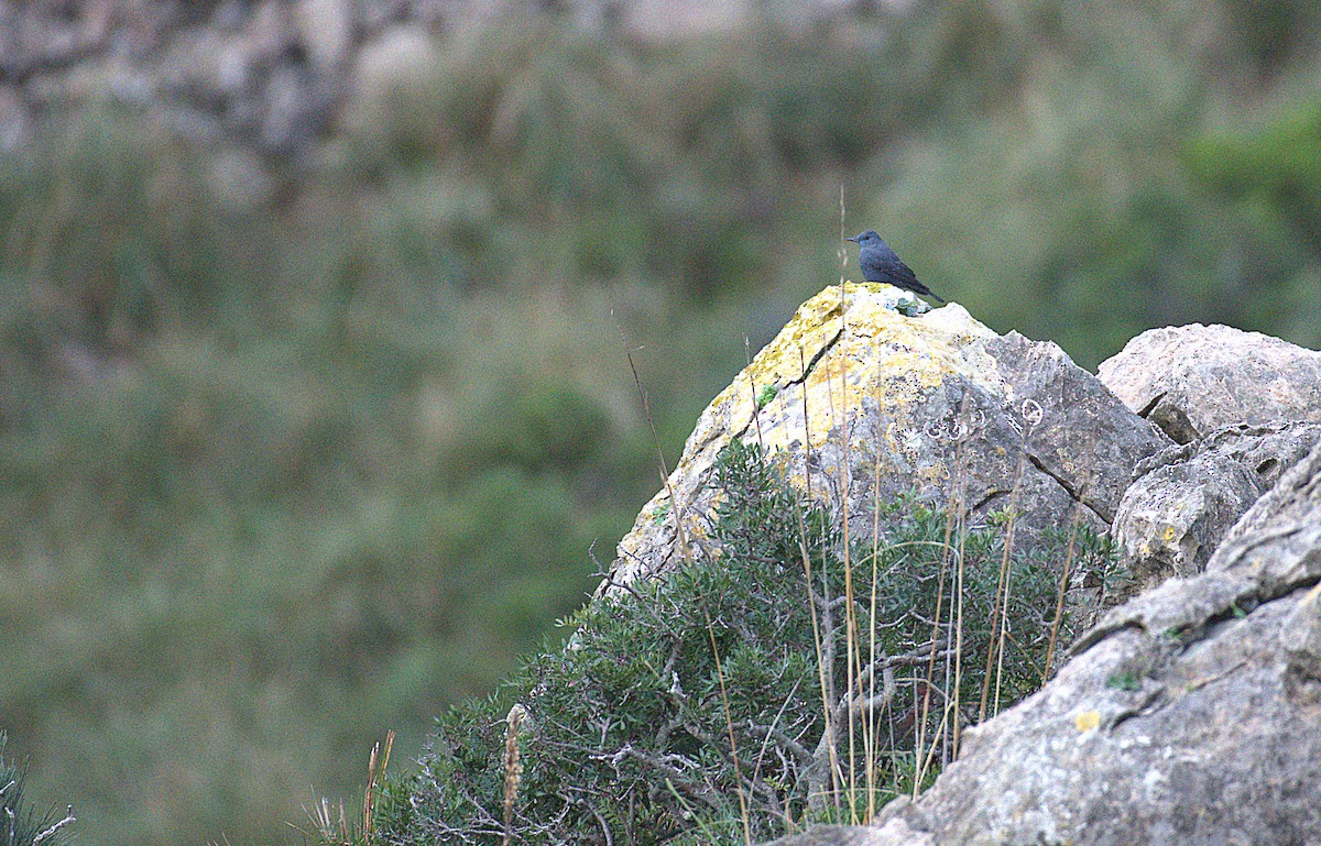 Blue Rock-Thrush - ML647073436