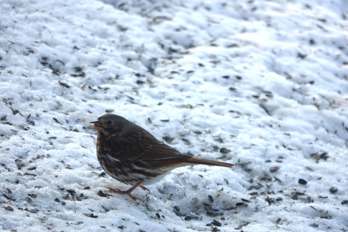 Fox Sparrow - ML647073440