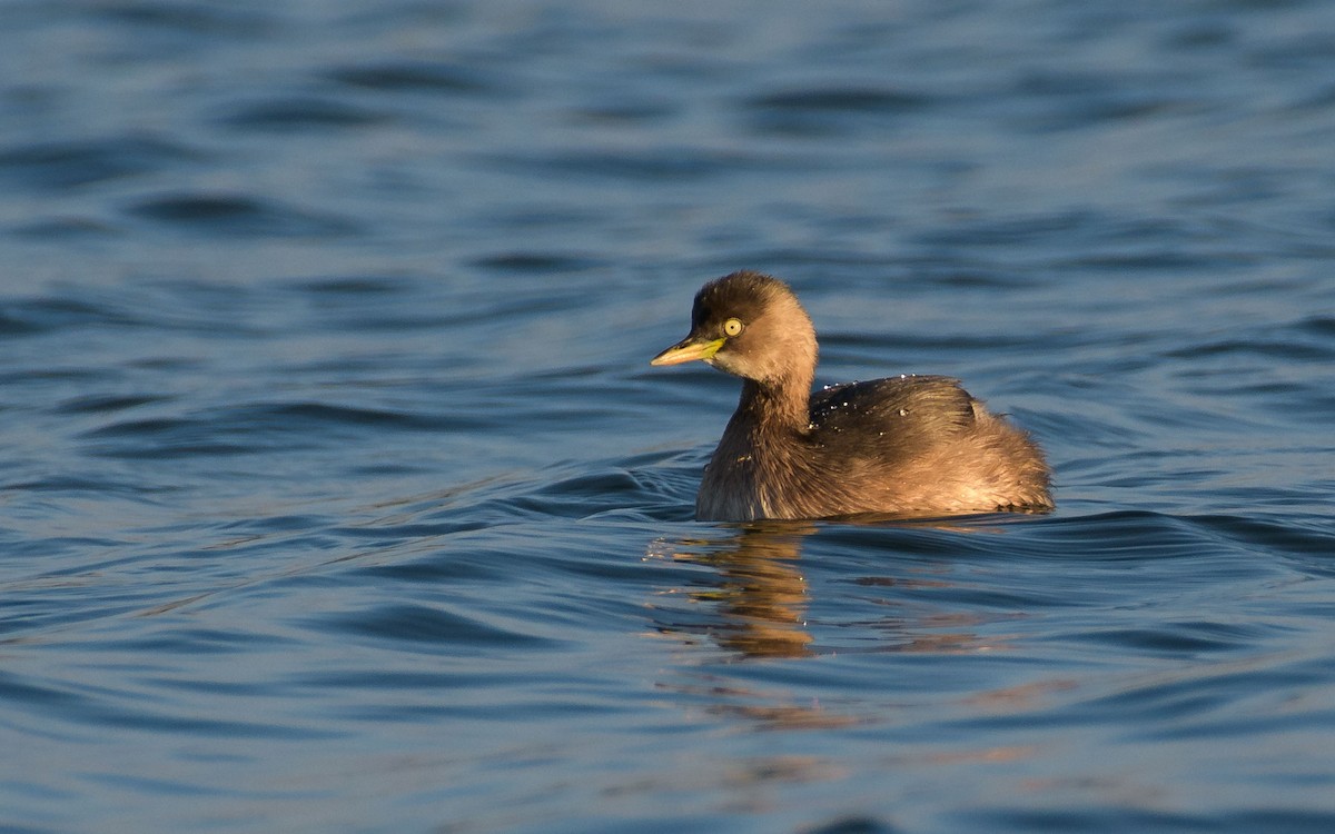 Little Grebe - ML647073446