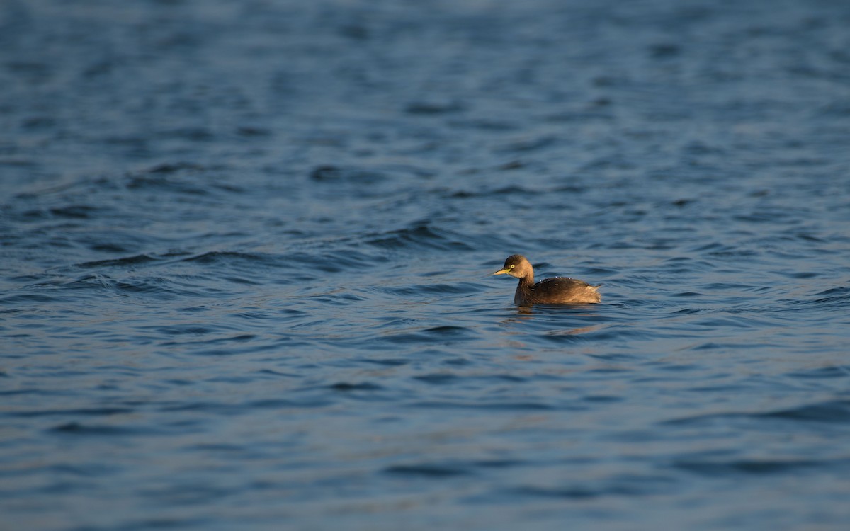 Little Grebe - ML647073447