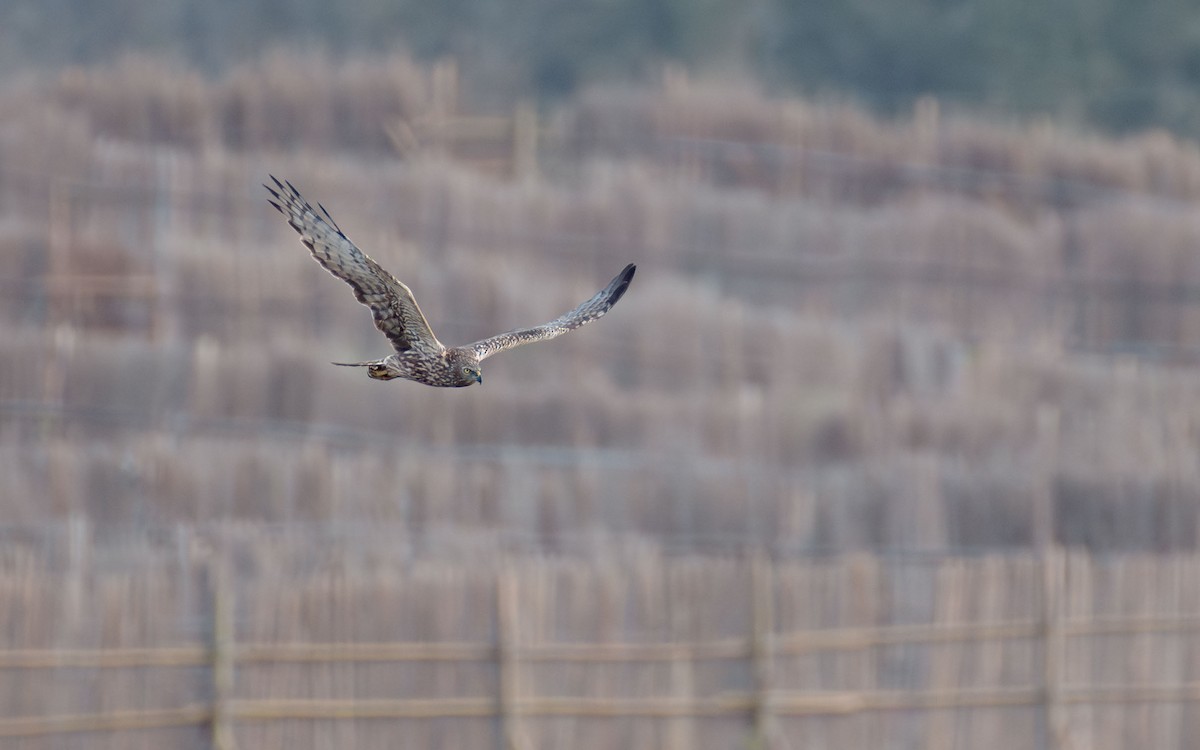 Eastern Marsh Harrier - ML647073453