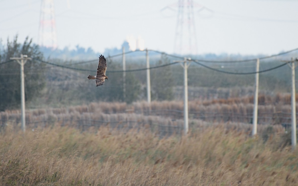 Eastern Marsh Harrier - ML647073454