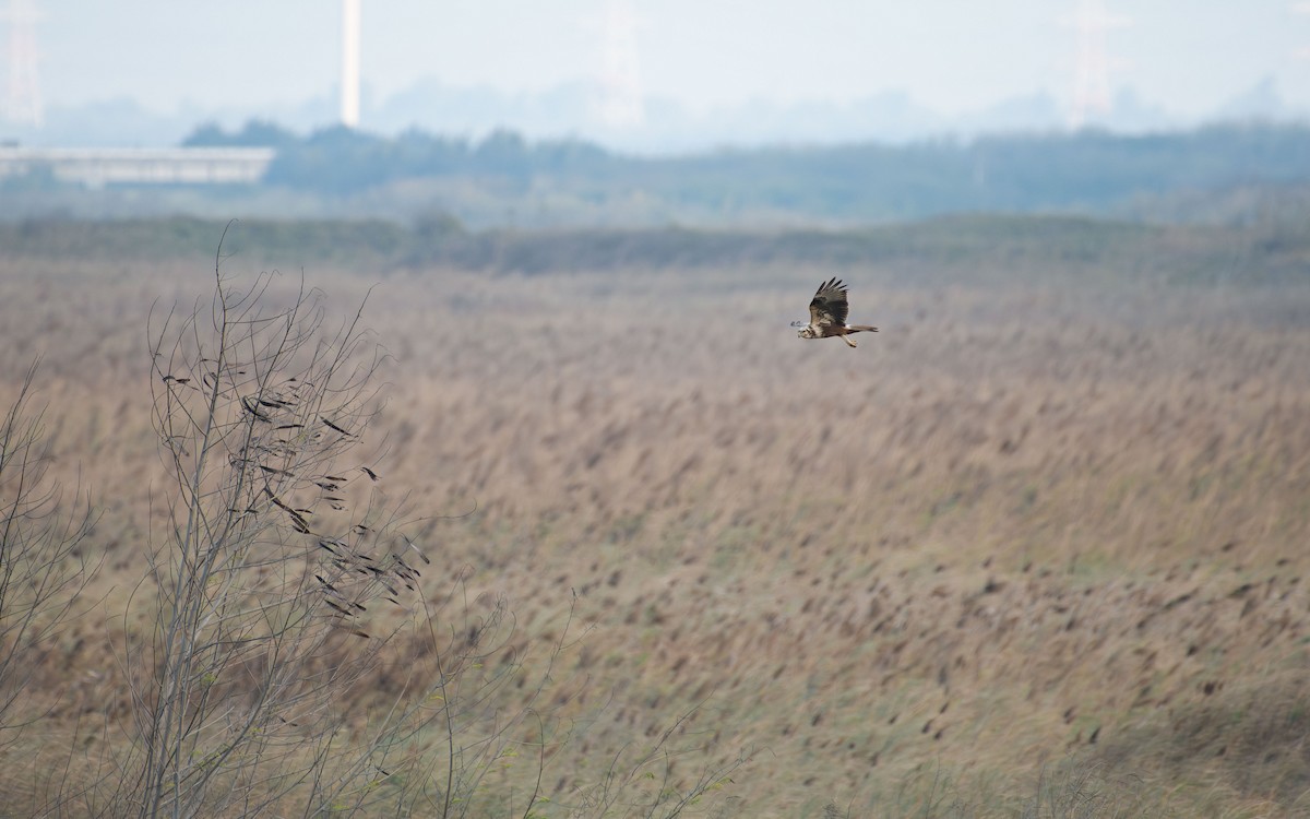 Eastern Marsh Harrier - ML647073455