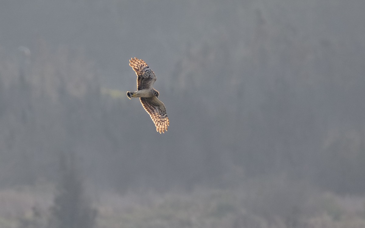 זרון תכול - ML647073458