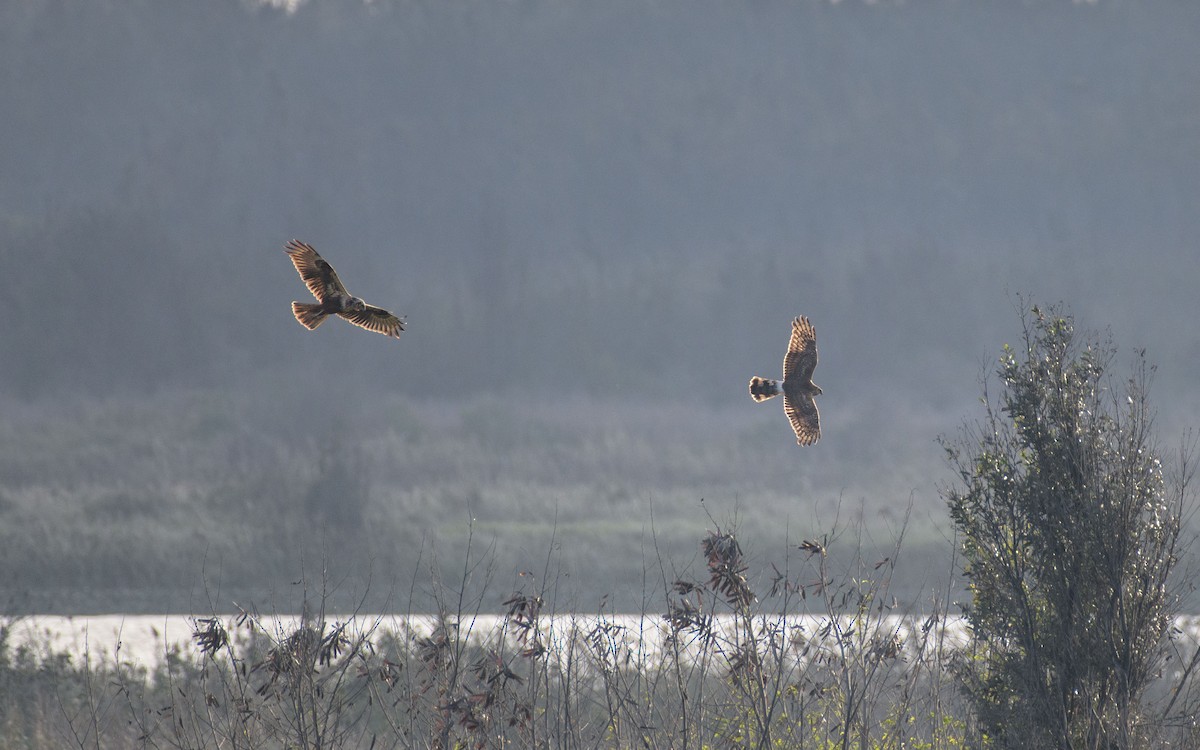 זרון תכול - ML647073459