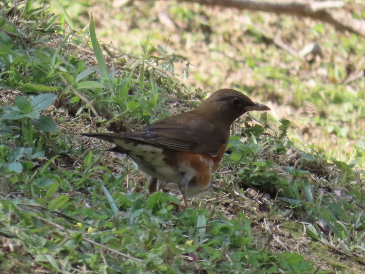 Merle à flancs roux - ML647073460