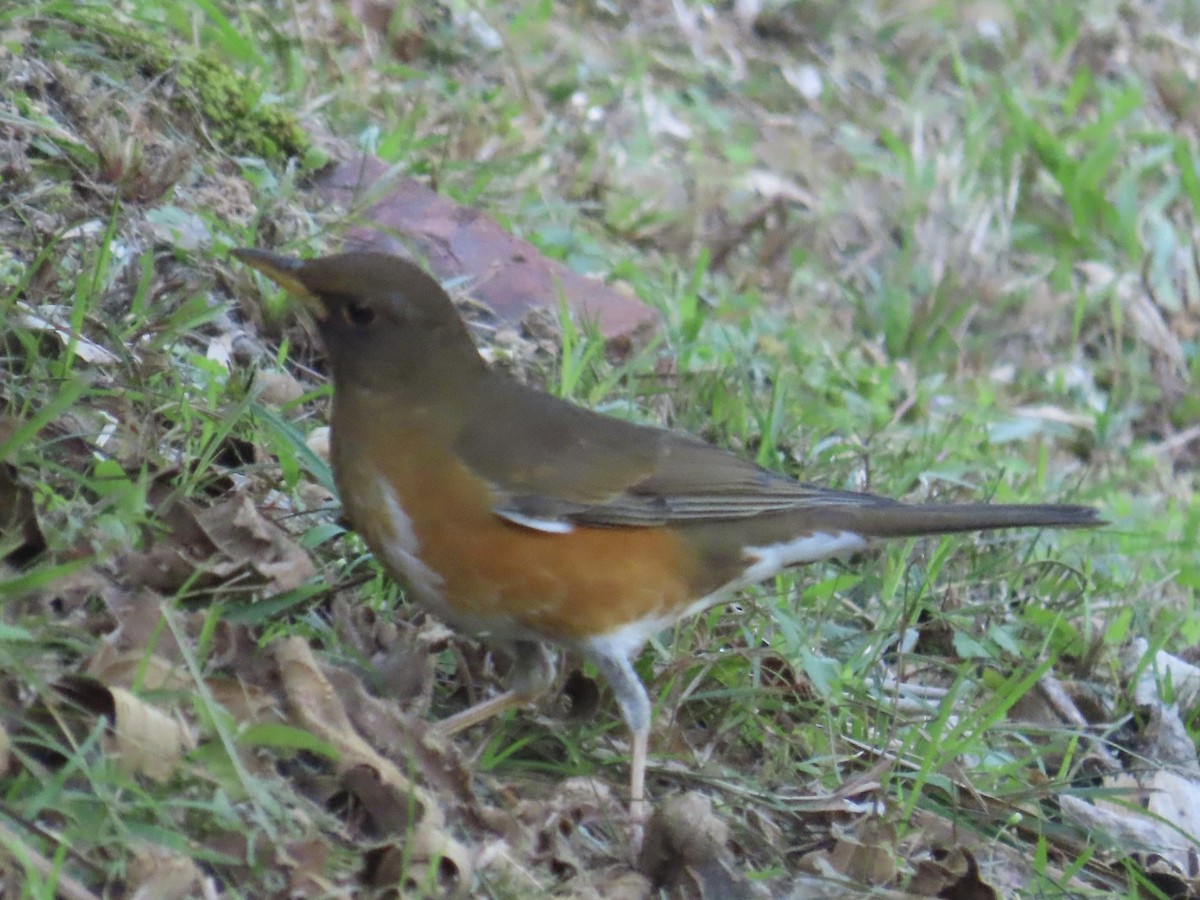 Merle à flancs roux - ML647073461