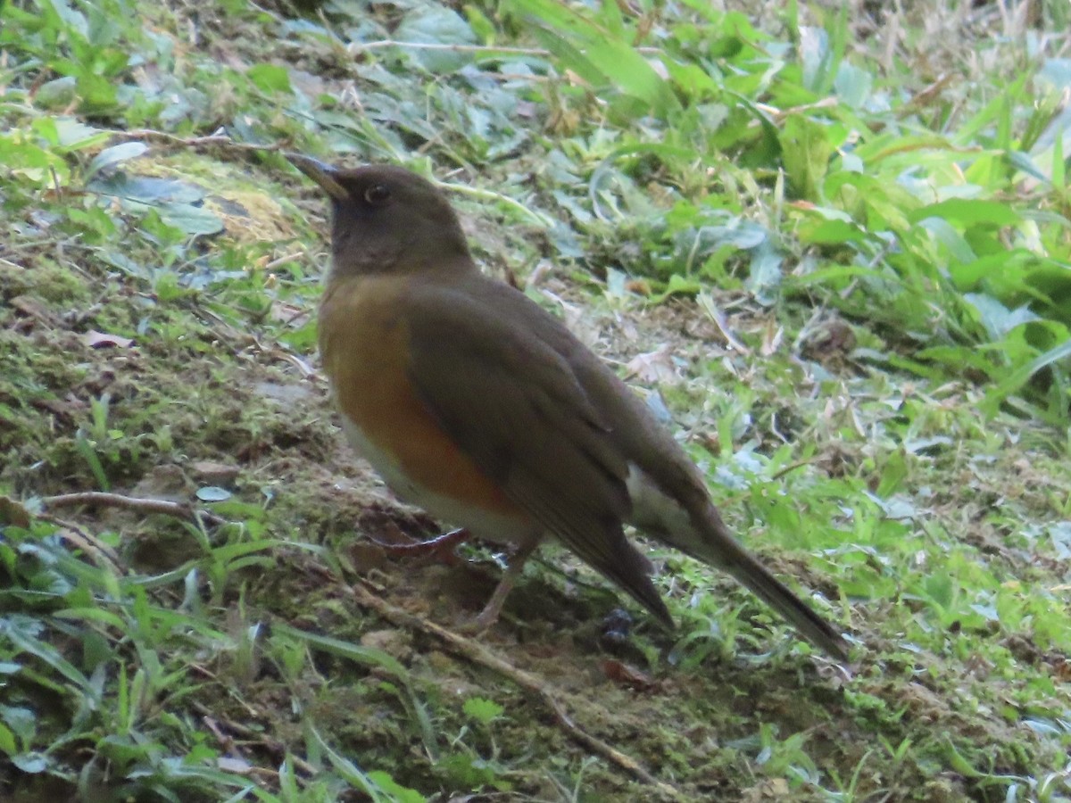 Merle à flancs roux - ML647073463