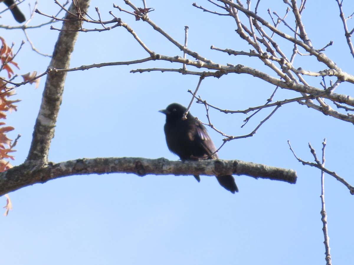 Purpurgrackel - ML647073470