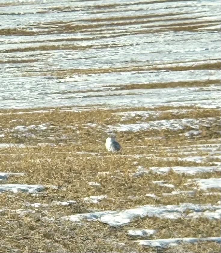 Harfang des neiges - ML647073471