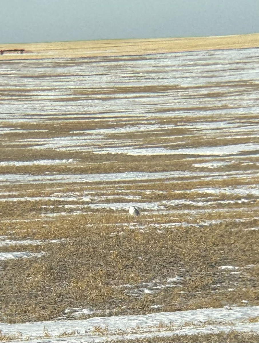 Harfang des neiges - ML647073472