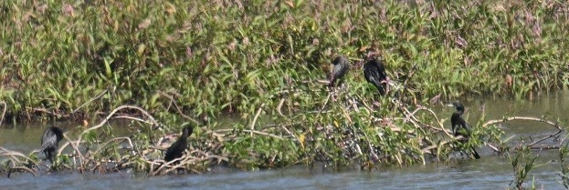 cormoran sp. - ML647073473