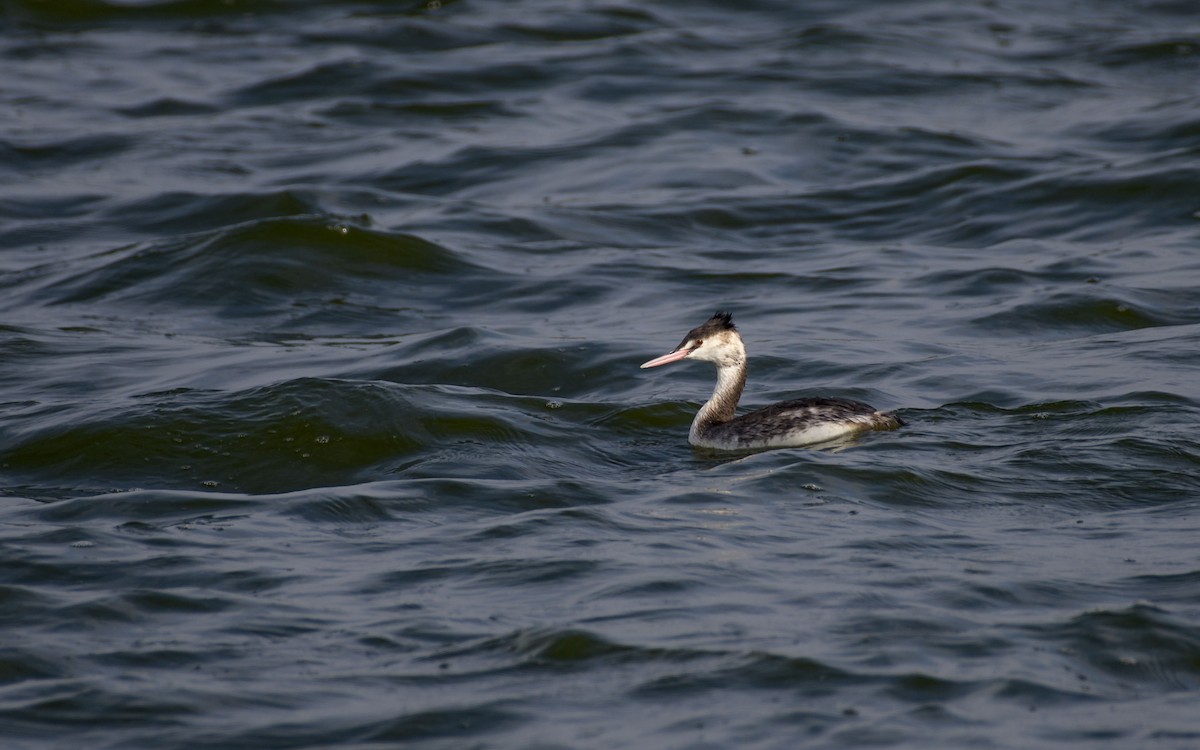 Grèbe huppé - ML647073474