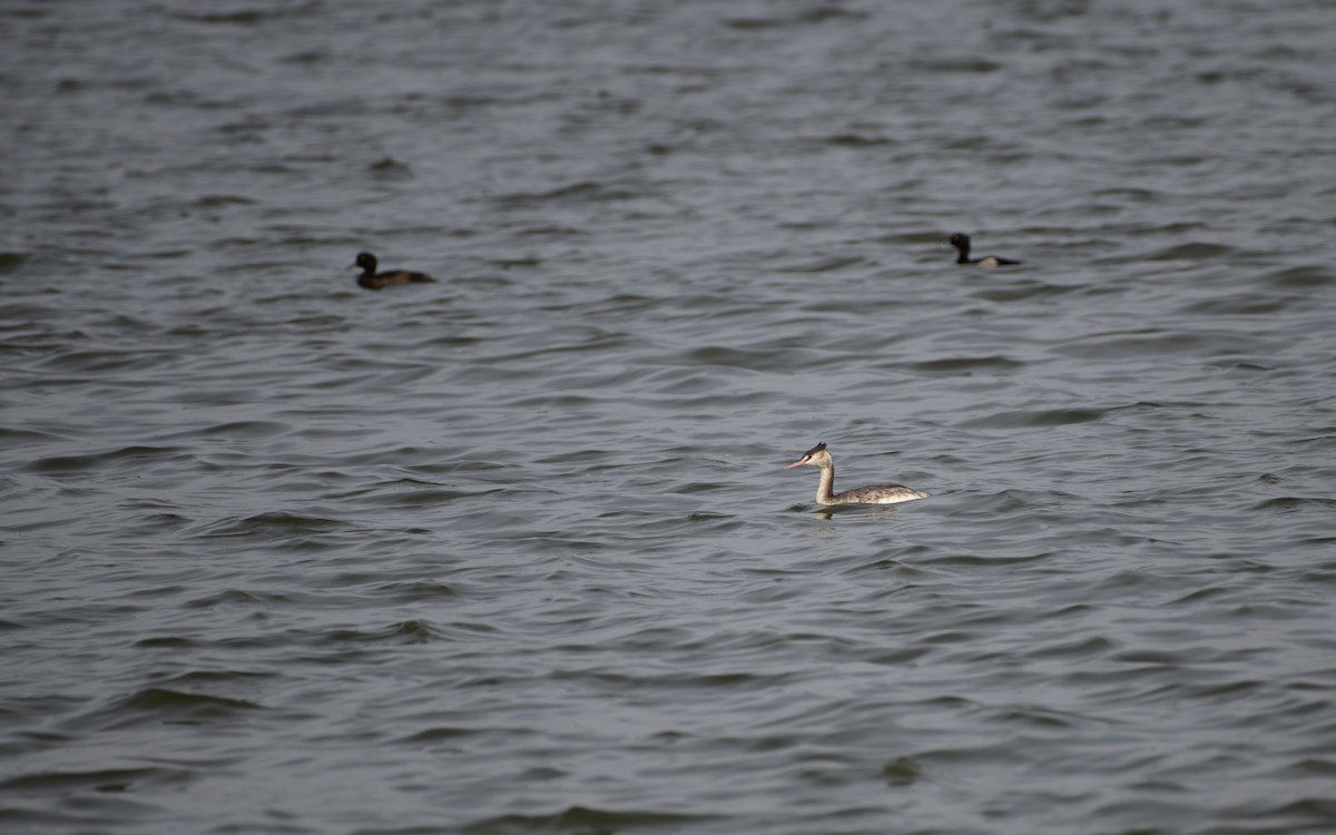 Grèbe huppé - ML647073475