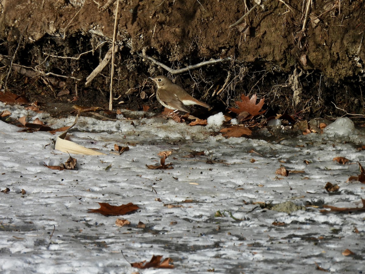 Grive solitaire - ML647073476