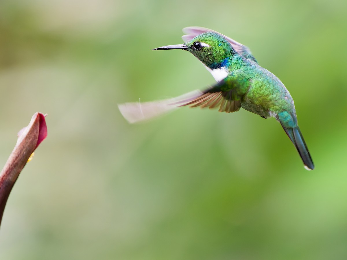 Colibri à collier blanc - ML647073477