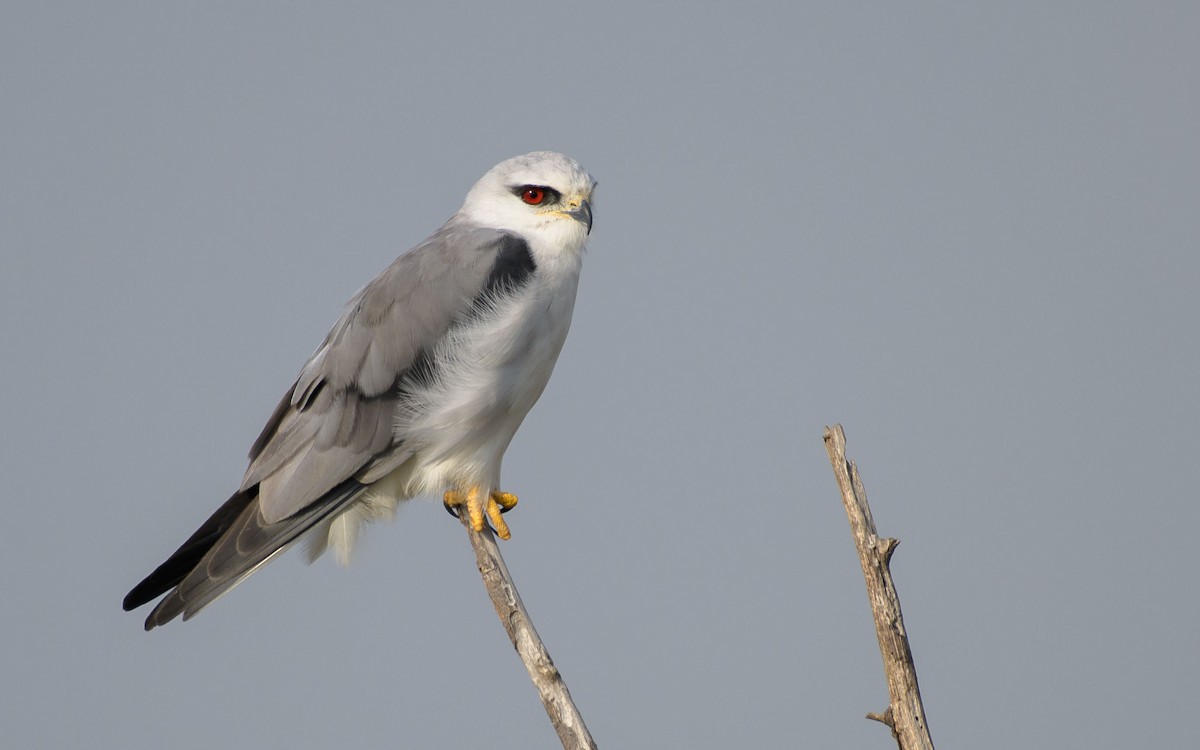 Élanion blanc - ML647073479