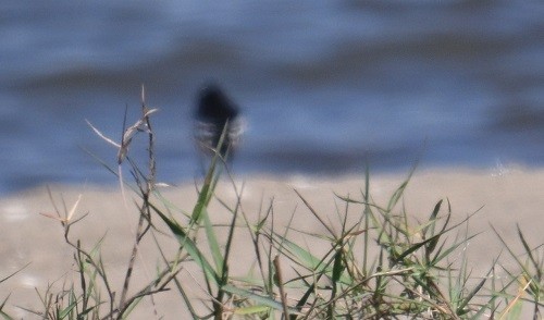 Bergeronnette indienne - ML647073480